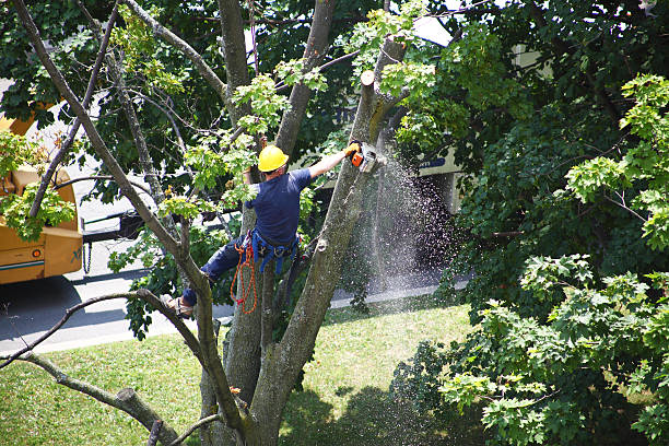 Best Palm Tree Trimming  in Cadiz, KY